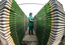 Tảo xoắn Spirulina – Sản phẩm nông nghiệp sạch công nghệ cao trên đất Quỳnh Lưu