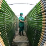 Tảo xoắn Spirulina – Sản phẩm nông nghiệp sạch công nghệ cao trên đất Quỳnh Lưu